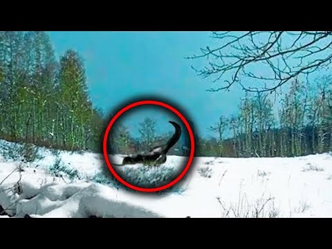 Drone Makes A Chilling Discovery In Chernobyl Forest, No One Is Supposed To See This