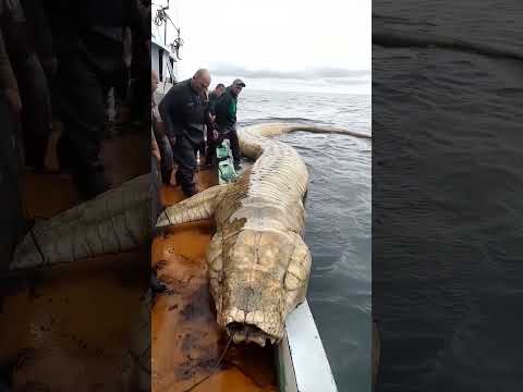 Giant Mysterious Sea Creatures You Won&#039;t Believe Exist!
