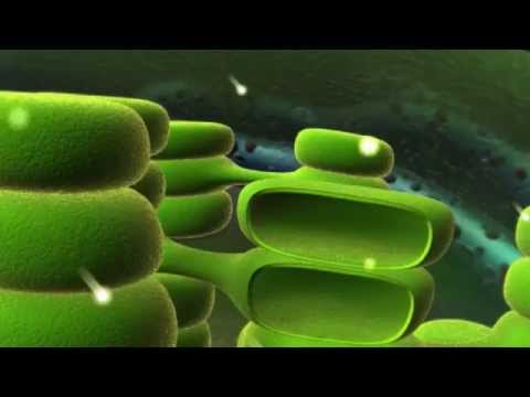 The Magical Leaf: The Quantum Mechanics of Photosynthesis