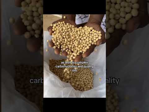 our CEO &amp; co-founder, chris, sharing his fascination with the Bambara groundnut #betheregeneration